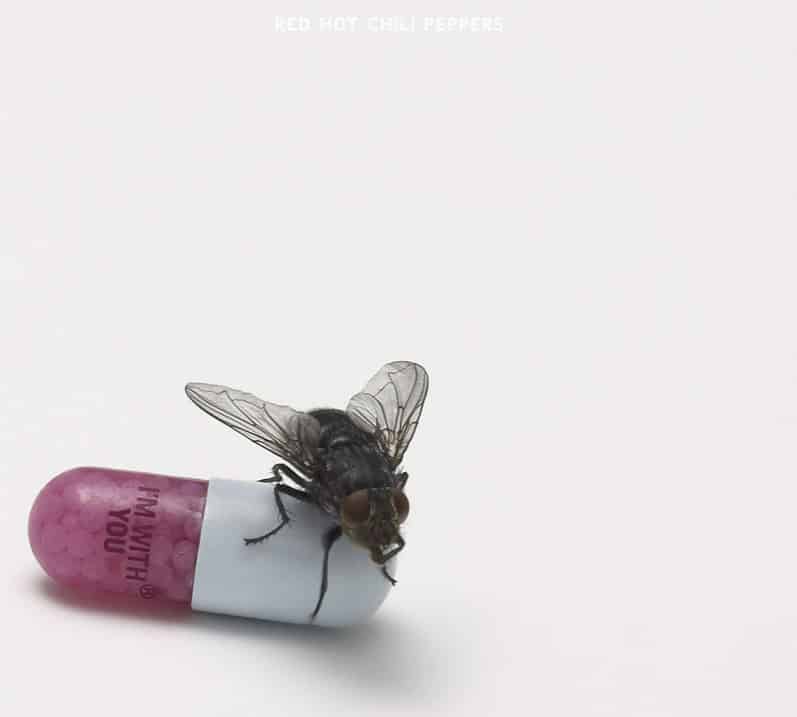I'm With You album image