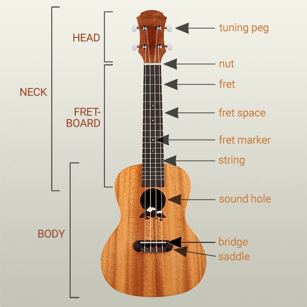 Hecho para recordar legal Soplar Parts of a ukulele explained plus a handy pdf • UkuTabs