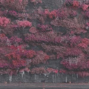 Even In Arcadia album image