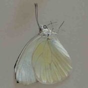 In Copula album image