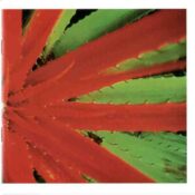 This Afternoons Malady album image