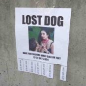 Dog Eat Dog album image