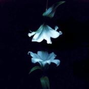 Nocturne album image
