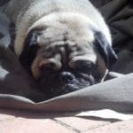pugles35