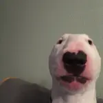 danielbarker