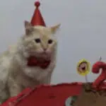 Kchaos