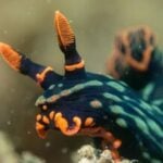 sea slugs are punk rock
