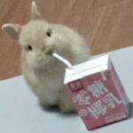 うさぎひょん！
